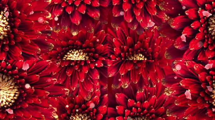 4K 红色大气花朵
