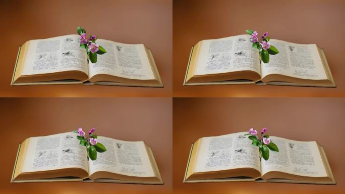 花朵在书中绽放