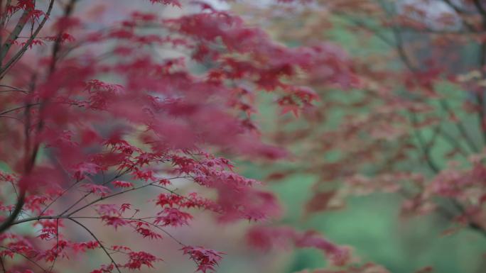【4K】唯美红叶枫叶秋景