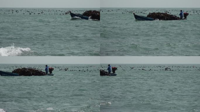 升格拍摄海鸥海面上飞翔的海鸥拉海带的小船