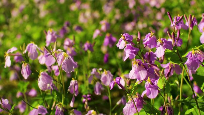 紫色花朵鲜花二月兰逆光实拍