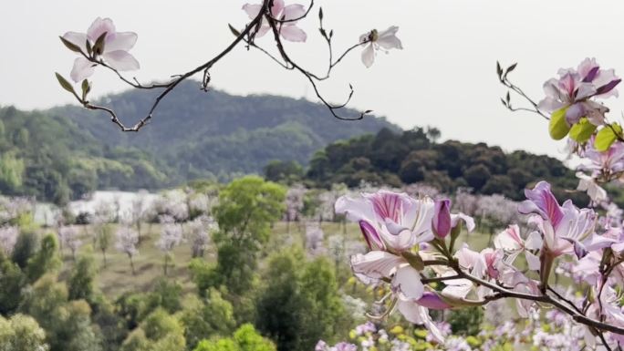 平湖生态园 | 紫荆花