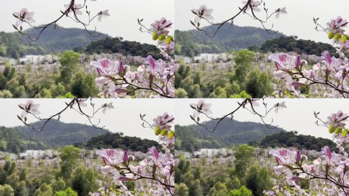 平湖生态园 | 紫荆花