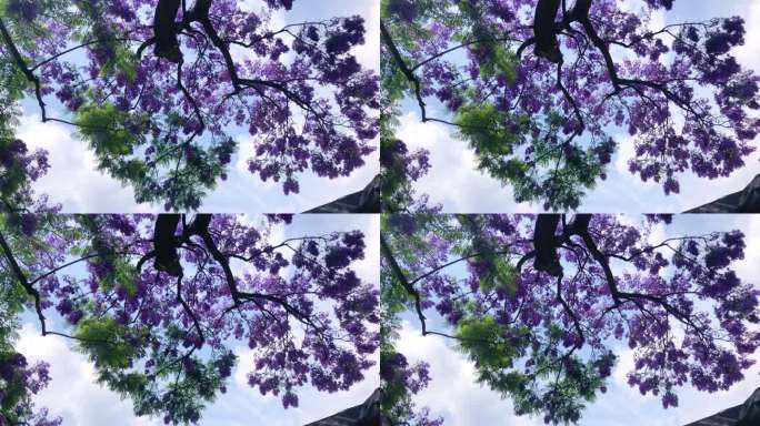 诗与远方素材：蓝花楹剪影意境视频