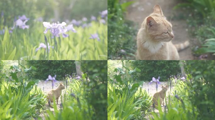 春天清晨唯美盛开蝴蝶兰可爱猫咪