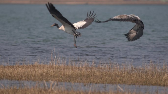 威宁草海黑颈鹤 近距离 保护动物 涉禽