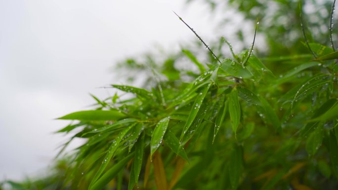 唯美雨中竹叶水珠空镜头