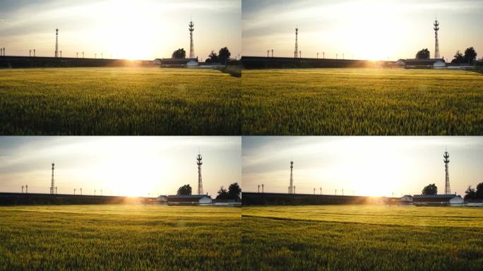 4K航拍夕阳洒在绿油油的麦田