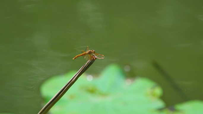 荷塘蜻蜓