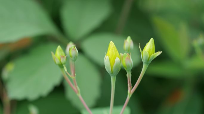 金丝桃花