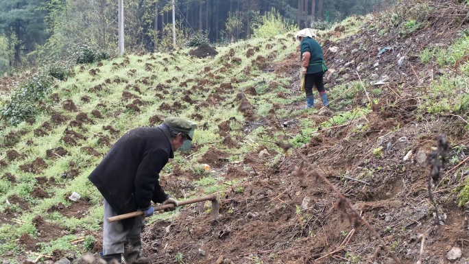 留守老人种田锄地播种