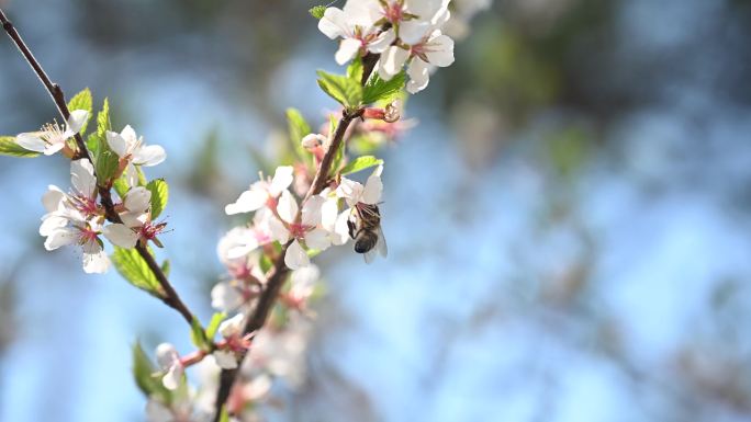4K采花粉的蜜蜂采蜜花朵飞行