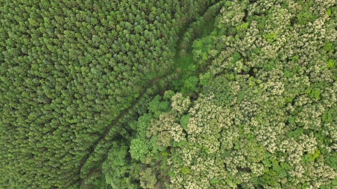 俯瞰翠绿大地   春季森林航拍