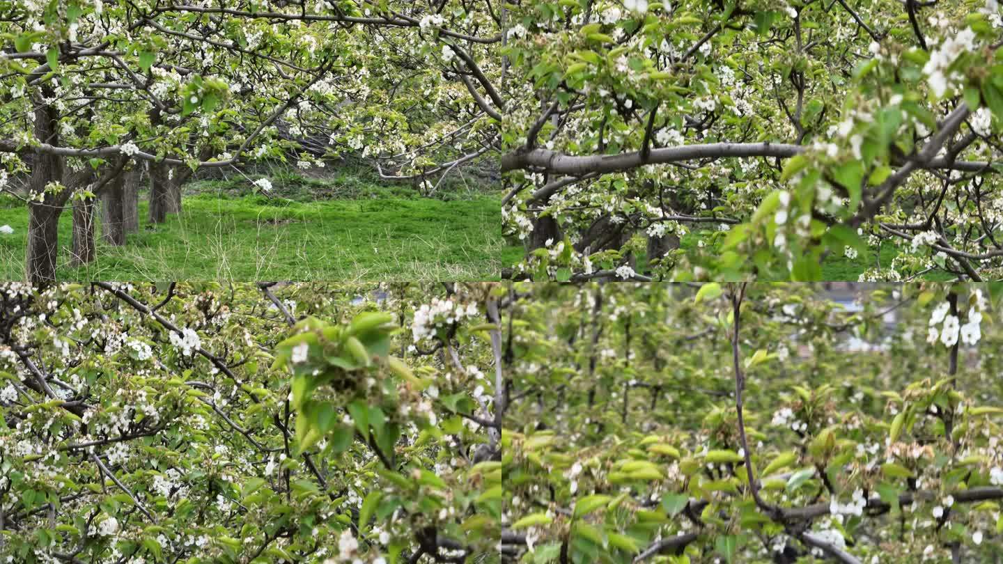 梨花树上扬镜头