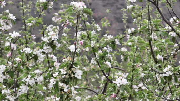 苹果花开