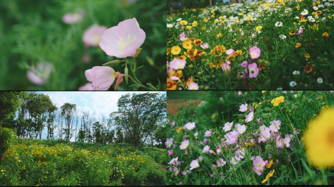 春天花朵素材