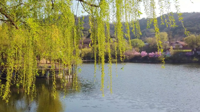 青岛十梅庵 春风拂柳