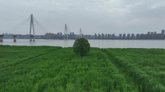 武汉汉口江滩三期芦苇荡上一颗孤独的树航拍