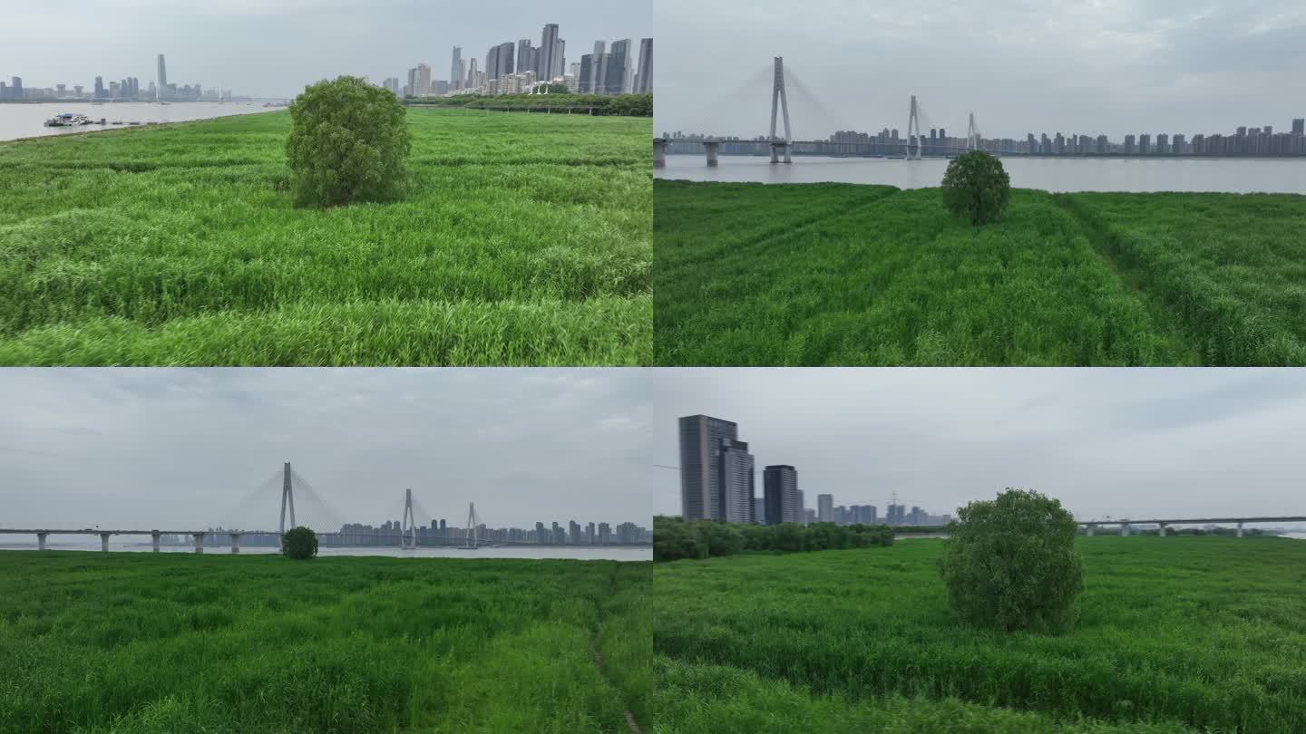 武汉汉口江滩三期芦苇荡上一颗孤独的树航拍