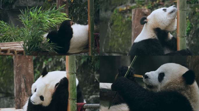 熊猫挠痒吃竹子