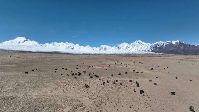 西藏航拍 航拍阿里地区牦牛
