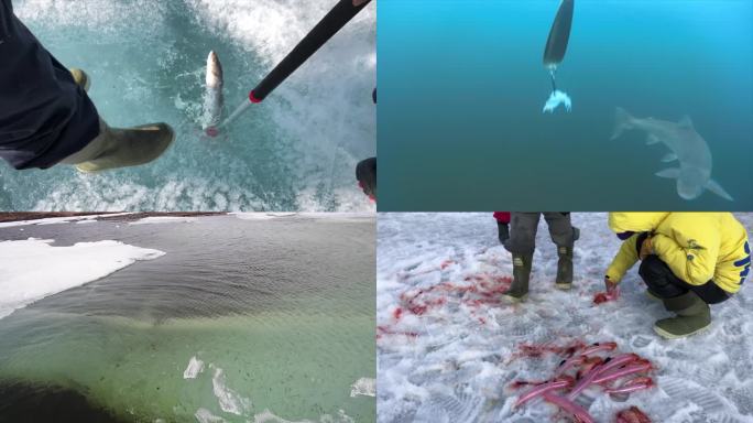 北极因纽特家族狩猎 冰钓北极鲑鱼