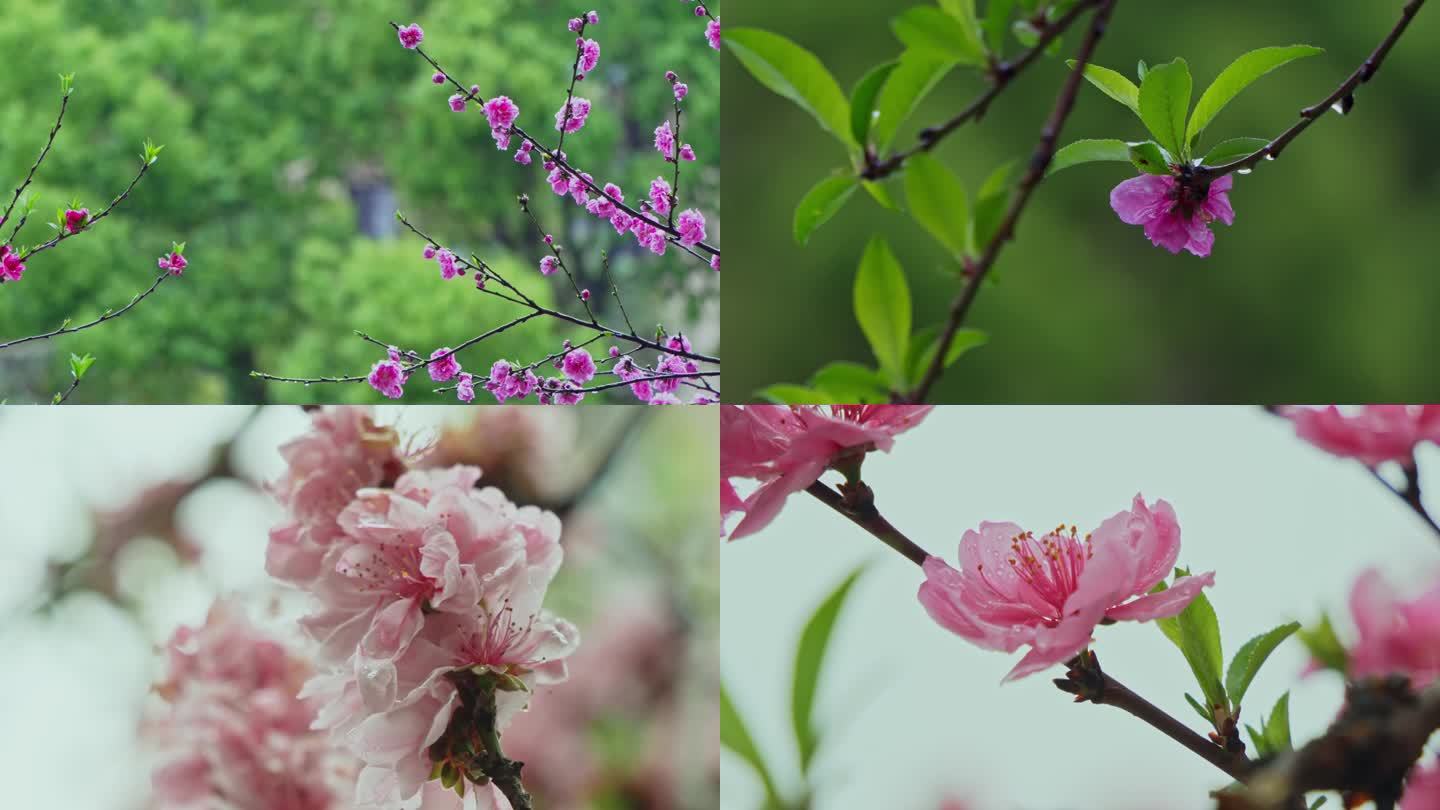 树木桃花盛开唯美空镜