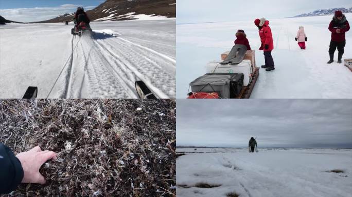 北极因纽特家族狩猎雪雁 捡鸟蛋