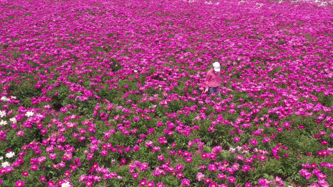 浪漫花海