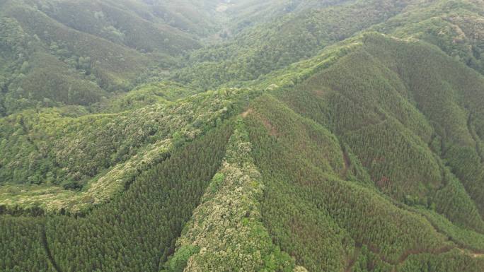 俯瞰大地山脉   春季森林航拍