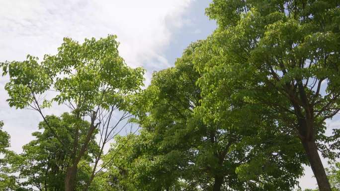 上海夏季高温天气