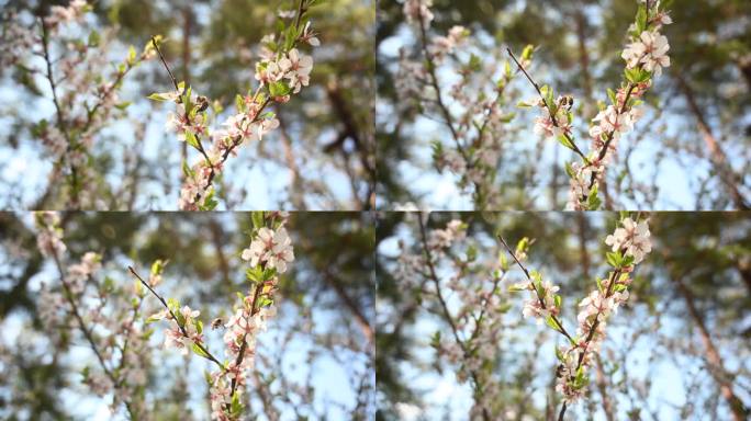 4K采花粉的蜜蜂采蜜花朵飞行