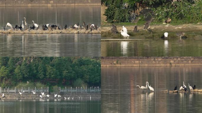 湖边栖息觅食的鸟群  4K120P