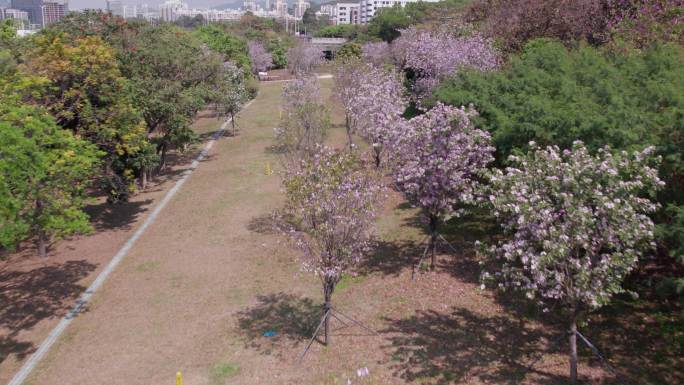 深圳南山沙河西路沙河生态公园春天航拍2