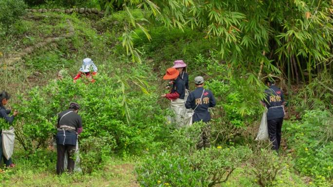 茶树采茶福建武夷山茶农2