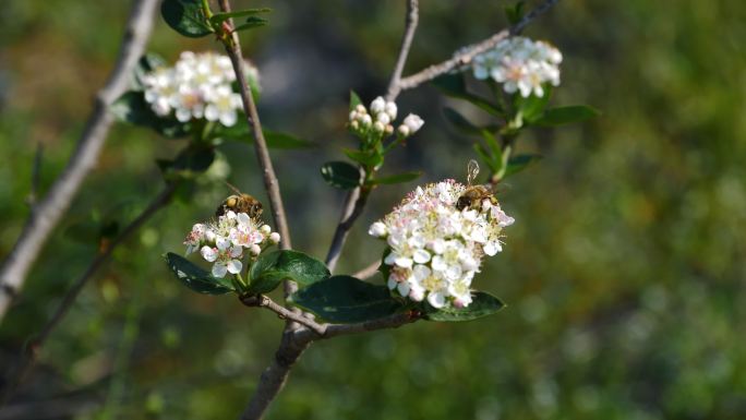 黑果花楸盛开 蜜蜂采集花粉