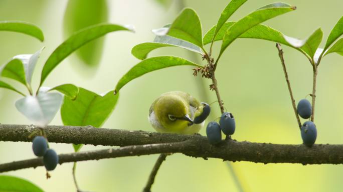 桂花树上吃蓝果的绣眼鸟