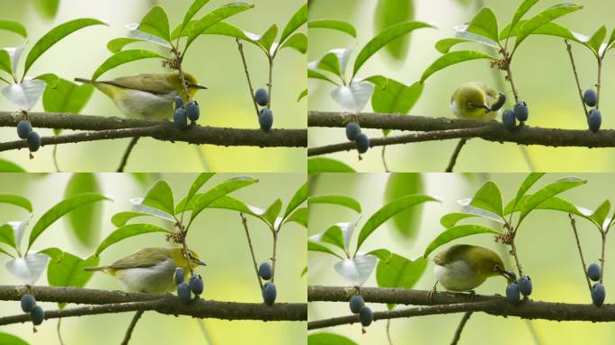 桂花树上吃蓝果的绣眼鸟