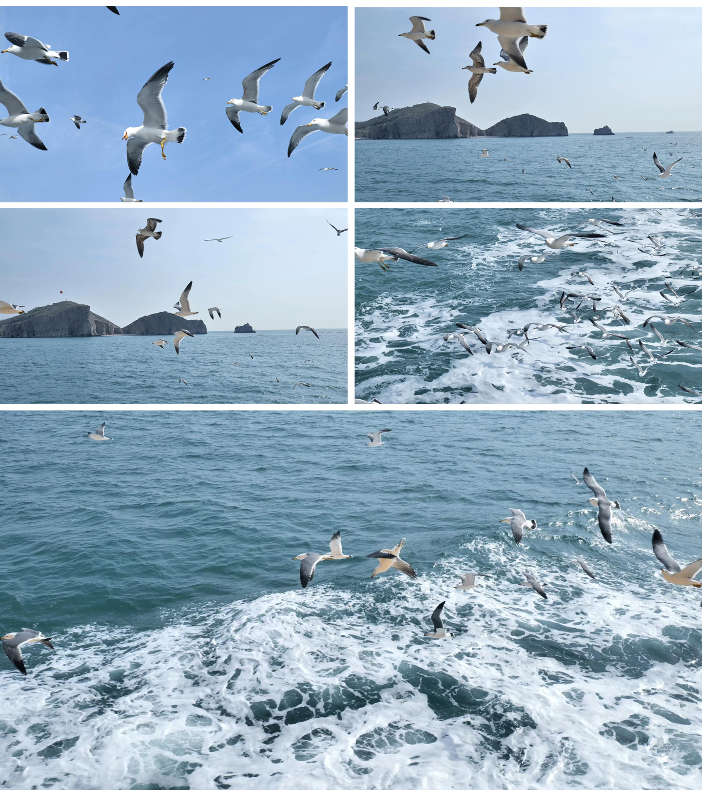 【4K】海鸥 乘坐游轮出海喂食海鸥