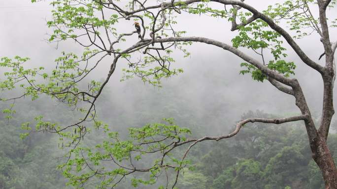 云南热带雨林的雨景