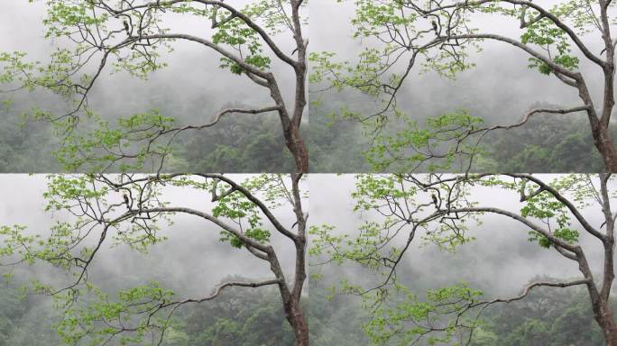 云南热带雨林的雨景