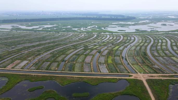 雄安府河河口湿地