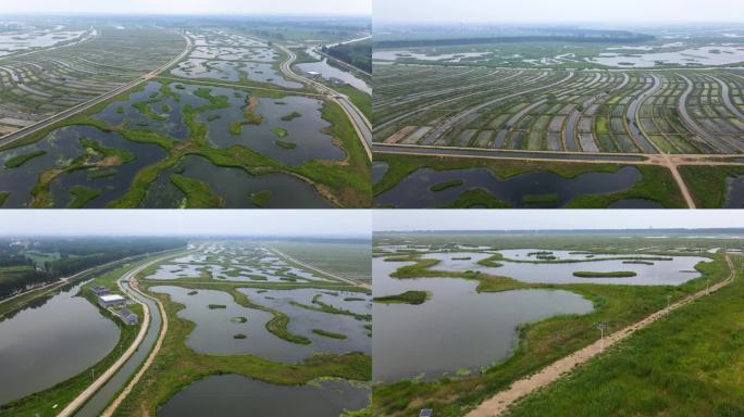 雄安府河河口湿地