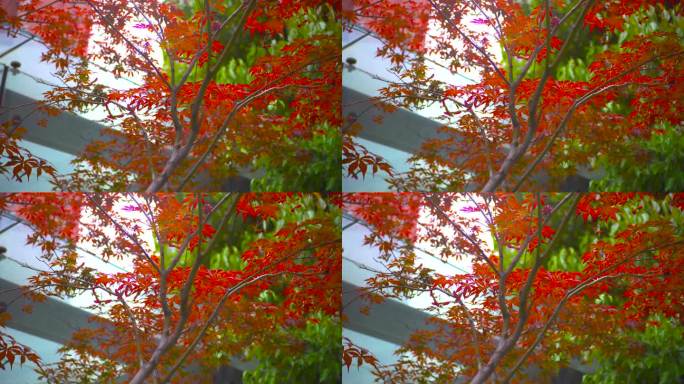 社区空镜，枫叶，枫树，绿色枫叶，红色枫叶
