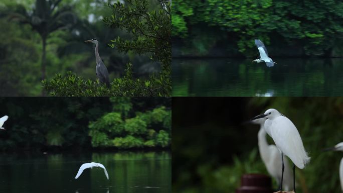湖边白鹭、苍鹭、鹭鸟多镜头合集