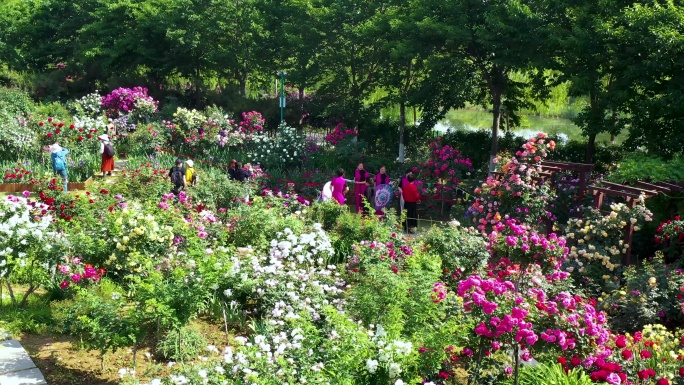 航拍临沂市月季园月季花蔷薇花盛开