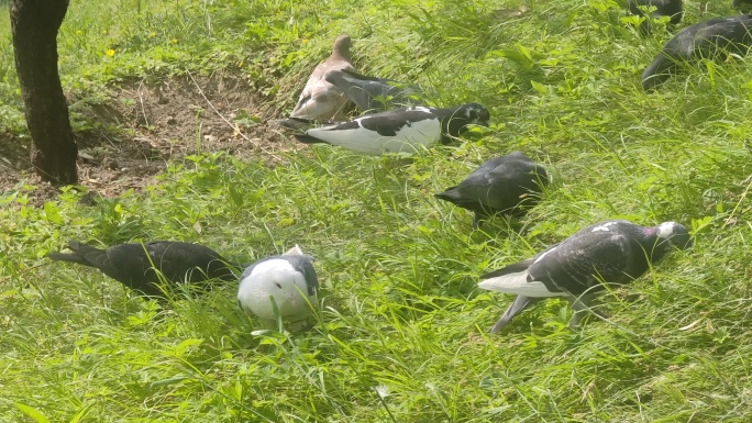 在公园河边愉快进食的鸽子