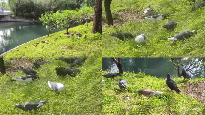 在公园河边愉快进食的鸽子