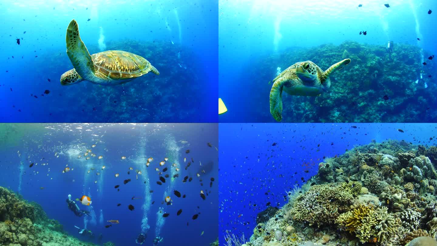 海底潜水 大海龟 鱼群