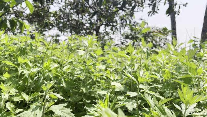 阳光植物乡村风景绿色生态